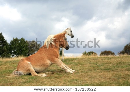 Two, white and brown horses resting on the meadow.