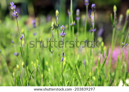 Young lavender with petal flowers. Eco-friendly, herbal formal garden backyard. Herbarium.
