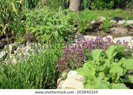 Intercropping ecological herbal garden. Wild thyme with lavender, garlic and sage.