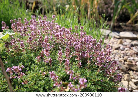 Breckland thyme, wild thyme in eco -friendly backyard formal garden, vegetable garden. Herbarium.