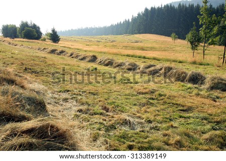Hay harvest on meadow in Pasterka village, Poland, Table Mountains travel destination.