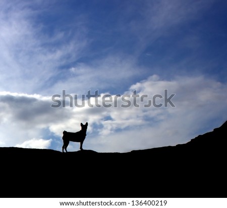 Dog silhouette against cloudy sky