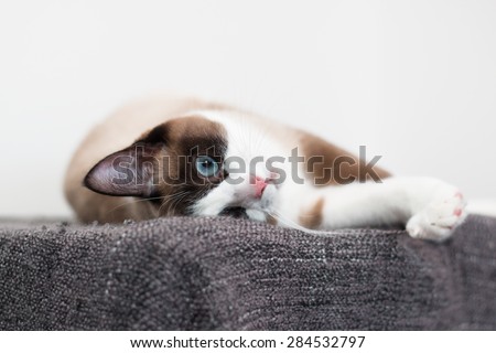 Closeup of Snowshoe cat on white background