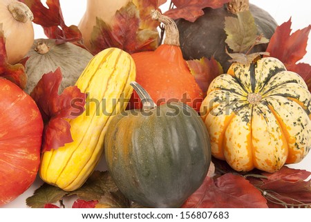 Fall harvest of squash with white background