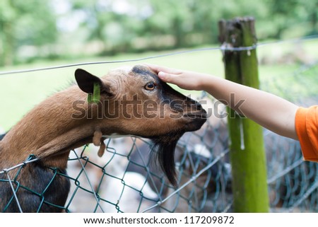 Boy petting a goat. This is an image of a young boy petting a goat at a petting zoo.
