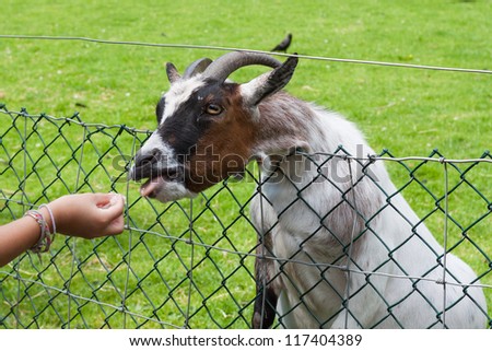 This is an image of a young child feeding a goat at a petting zoo.