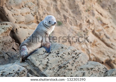 Injured Baby Sea Lion.  This is an image of an injured baby sea lion sitting on the rocks taken in Laguna Beach, CA.