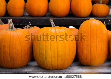 Pumpkins of different sizes lined up at a market
