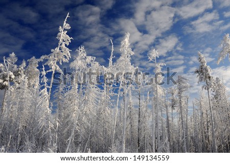 Crowns of pine trees covered with snow on cloudy sky background