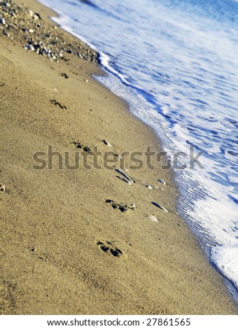 Dog footprints on wet sand on seashore