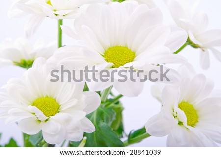 Closeup of bunch of beautiful white flowers on white background