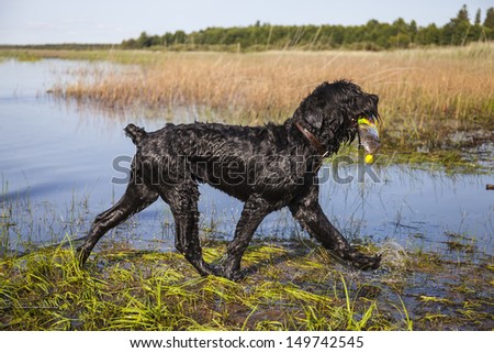 Black Russian Terrier is bathed in the lake