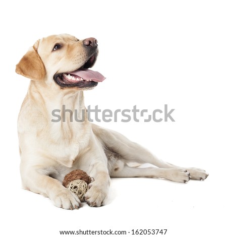 Labrador Retriever isolated on a white background
