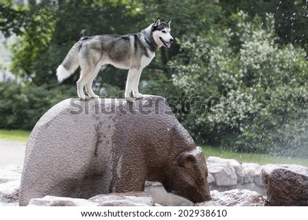 dog on the back of a bear