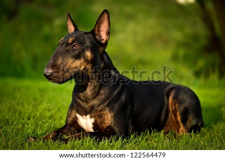Black Bull terrier