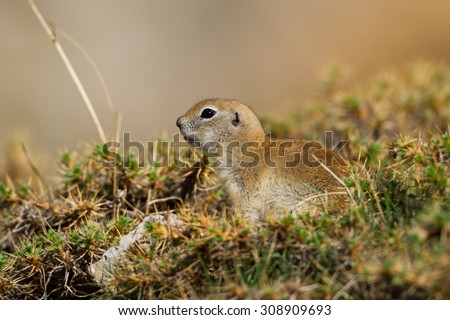 European ground squirrel (Spermophilus citellus) in Aladag mountains, Turkey