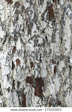 Tree Body Background Texture