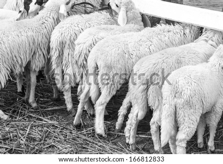 Sheep\'s asses on black and white