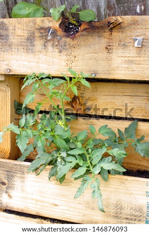 A young tomato plant growing in a slightly modified wooden pallet.