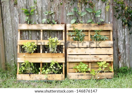 Two wooden pallets, modified slightly to grow vegetable plants.
