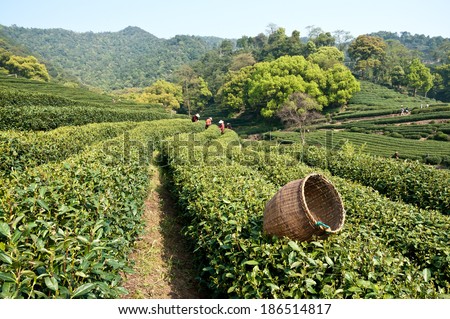 In spring, female tea plucking workers in hangzhou west lake longjing tea plantation picking ? China
