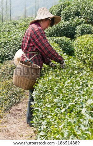 Hangzhou - April 5: tea plucking female workers in the west lake longjing tea picking ? April 5, 2014 in hangzhou, China. The west lake longjing tea is famous tea in China.