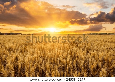 Similar – Image, Stock Photo Summer landscape with cereal fields on a cloudy day