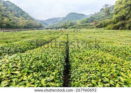 Hangzhou, China - on April 4, 2015: Hangzhou west lake longjing tea garden in the spring, west lake longjing tea, one of China top ten famous tea.