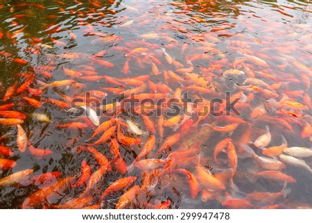 red Carp fish in the pond