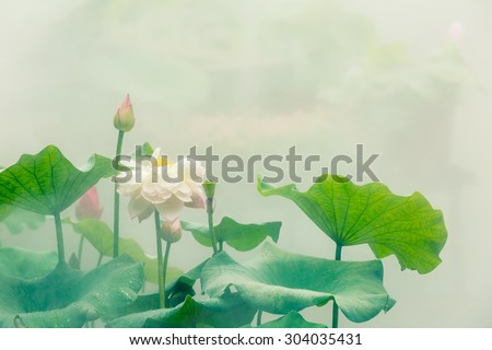 The beautiful pond lotus in foggy weather