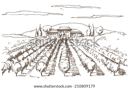 Hand drawn illustration of a vineyard. EPS 10. No transparency. No gradients.