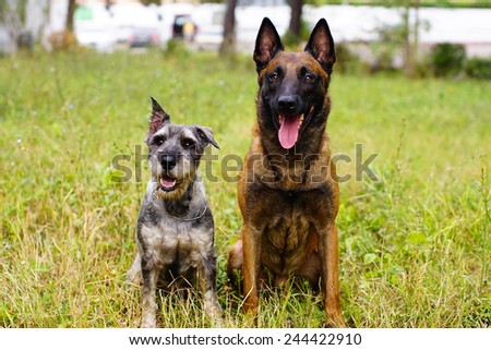 Schnauzer and German Shepherd with medals, sits on a lawn