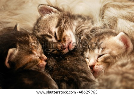 Kittens sleep