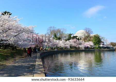 Thomas Jefferson Memorial During Cherry Blossom Festival In Washington ...