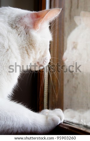 white cat and its reflection on window
