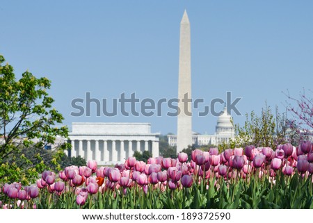 Washington DC skyline with monuments including Lincoln Memorial, Washington Monument and the Capitol  in Spring with tulips foreground