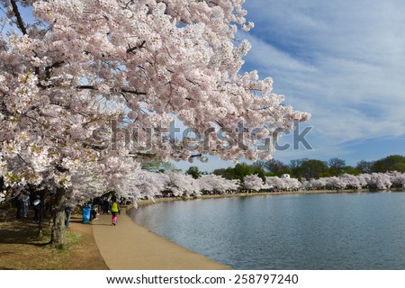 Washington DC in Spring - Cherry Blossoms at Tidal Basin