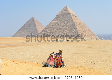 Giza Pyramids in Cairo, Egypt - A tour camel looks at Pyramids