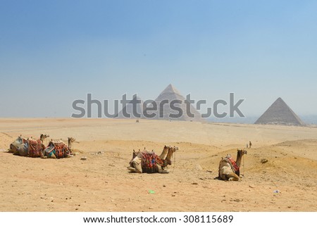 Camels and Giza Pyramids - Cairo, Egypt