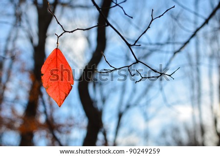 Similar – Image, Stock Photo last leaves Nature Plant