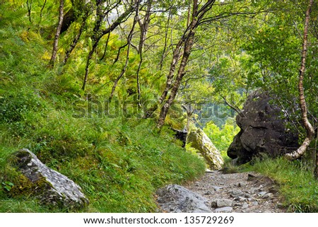 Path through forest: the Steall Gorge narrow path, in Scotland\'s west highlands, through vegetation and rocks.