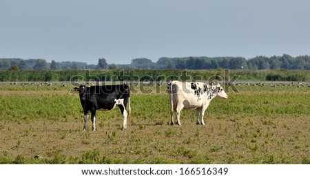 Two cows with opposite skin pattern