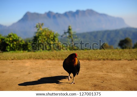 asia chicken walking on the mountain
