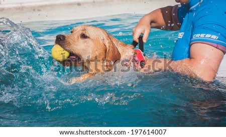 MILAN, ITALY - JUNE 7: Dog enjoys the swimming pool at Quattrozampeinfiera, event and activities dedicated to dogs, cats and their owner on JUNE 7, 2014 in Milan.
