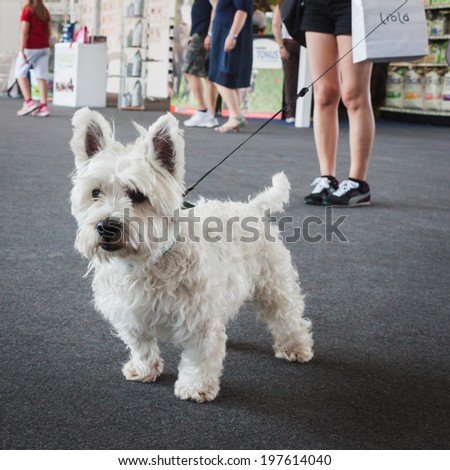 MILAN, ITALY - JUNE 7: Cute small dog at Quattrozampeinfiera, event and activities dedicated to dogs, cats and their owner on JUNE 7, 2014 in Milan.