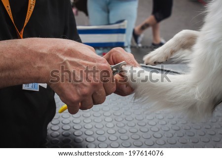 MILAN, ITALY - JUNE 7: Man trims dog\'s nails at Quattrozampeinfiera, event and activities dedicated to dogs, cats and their owner on JUNE 7, 2014 in Milan.
