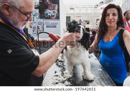 MILAN, ITALY - JUNE 7: Clipping a dog at Quattrozampeinfiera, event and activities dedicated to dogs, cats and their owner on JUNE 7, 2014 in Milan.