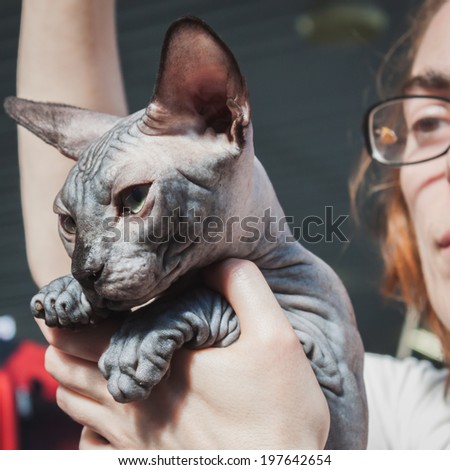 MILAN, ITALY - JUNE 7: Beautiful cat at Quattrozampeinfiera, event and activities dedicated to dogs, cats and their owner on JUNE 7, 2014 in Milan.