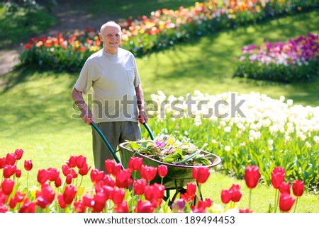 Happy healthy senior man doing gardening works in beautiful floral park - active retirement concept