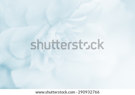 Rose in soft and blue style for background